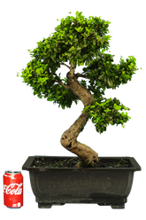 Fukien Tea (Specimen) #127
